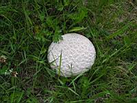 Vesse de loup - Lycoperdon a pierreries - Lycoperdon perlatum (01)